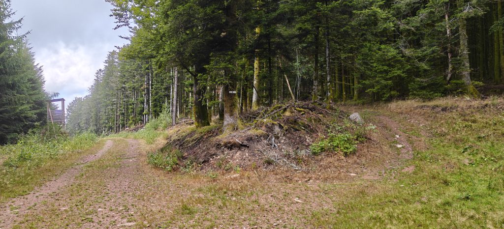 Two forest tracks split, one of which has a signpost with a blue cross symbol.