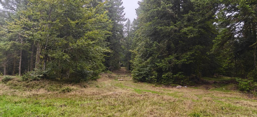 A clearing in the forest. Two grass paths are in front of us, one of which has small trees across it.