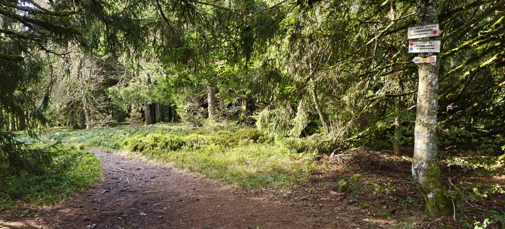 A path through a fairly thin forest. One of the trees has signposts attached to it.