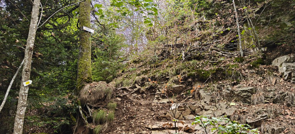 A steep bank of mud, rocks and moss. A tree as a signpost attached to it pointing up the bank.