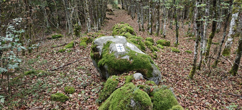 A forest of young trees with a leaf-strewn path between them. A large rock with symbols painted on it lies in the middle of the path.