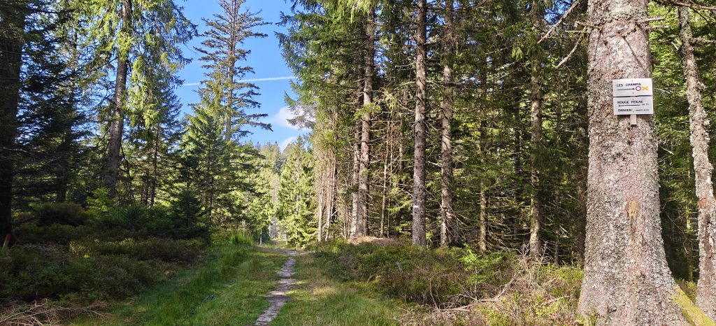 A pine forest on each side of a grassy path.